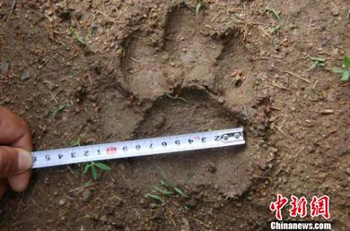 工作人员测量发现的东北虎足迹 天桥岭林业局供图 摄